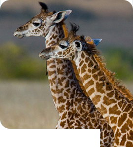Giraffes on a wildlife tour