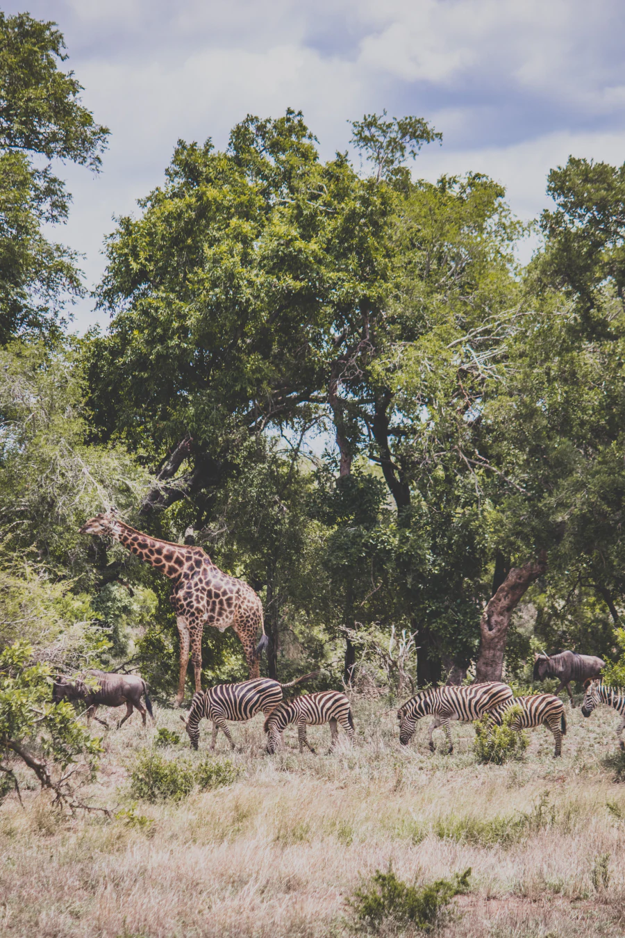 Giraffes and zebras on safari